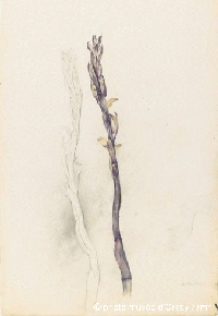 1880_Drawings_Orsay_9.gif