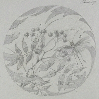 1881_DrawingsForPlate_Orsay_11.gif